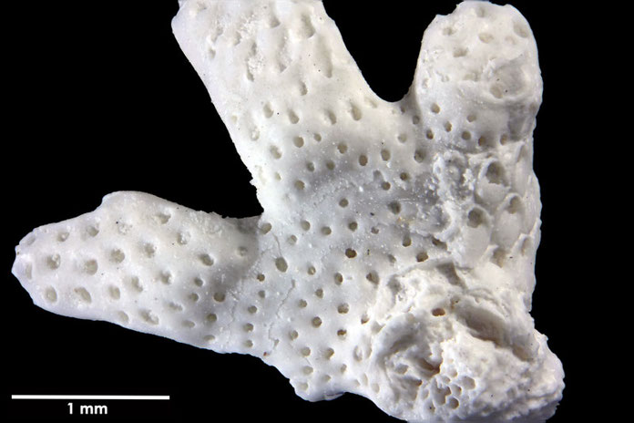 Senckenberg, Bryozoa, Bryozoen, Moostierchen, Sammlung Voigt