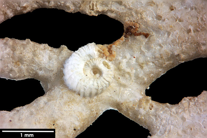 Senckenberg, Bryozoa, Bryozoen, Moostierchen, Sammlung Voigt