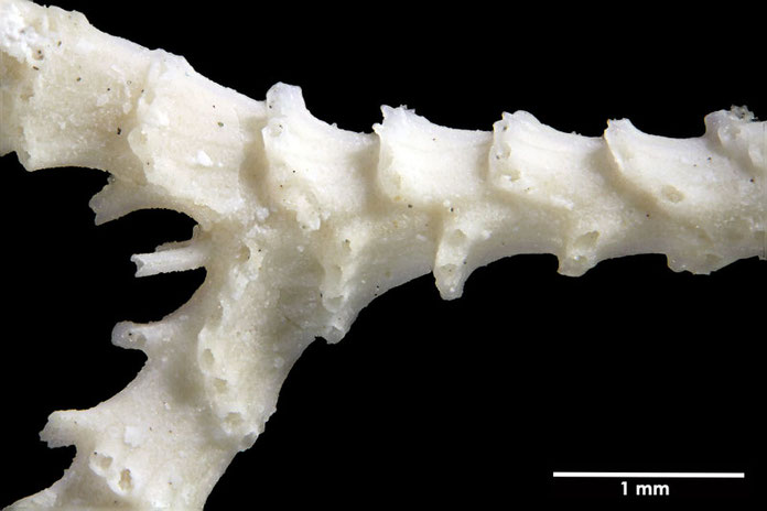 Senckenberg, Bryozoa, Bryozoen, Moostierchen, Sammlung Voigt