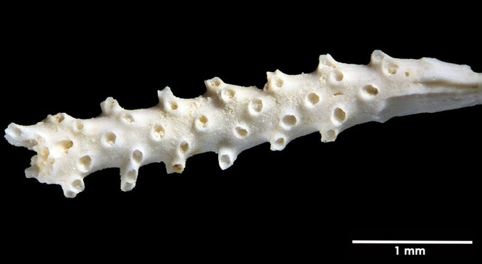 Senckenberg, Bryozoa, Bryozoen, Moostierchen, Sammlung Voigt