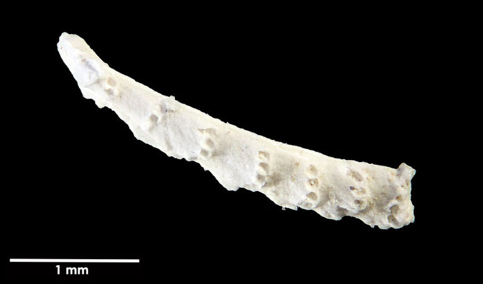 Senckenberg, Bryozoa, Bryozoen, Moostierchen, Sammlung Voigt