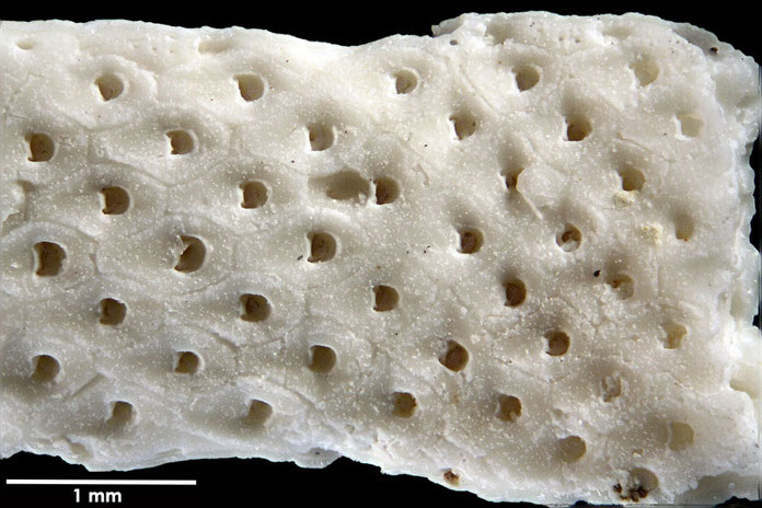 Senckenberg, Bryozoa, Bryozoen, Moostierchen, Sammlung Voigt