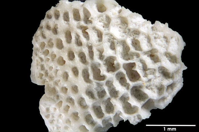 Senckenberg, Bryozoa, Bryozoen, Moostierchen, Sammlung Voigt