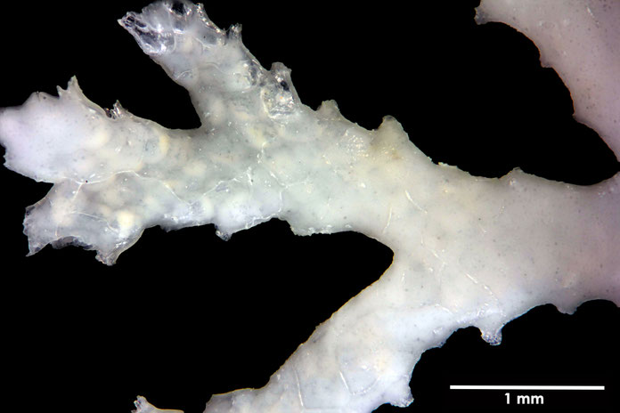 Senckenberg, Bryozoa, Bryozoen, Moostierchen, Sammlung Voigt