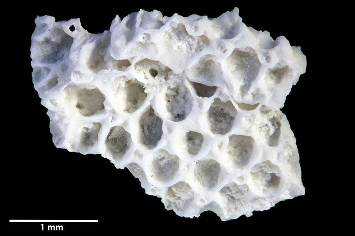 Senckenberg, Bryozoa, Bryozoen, Moostierchen, Sammlung Voigt