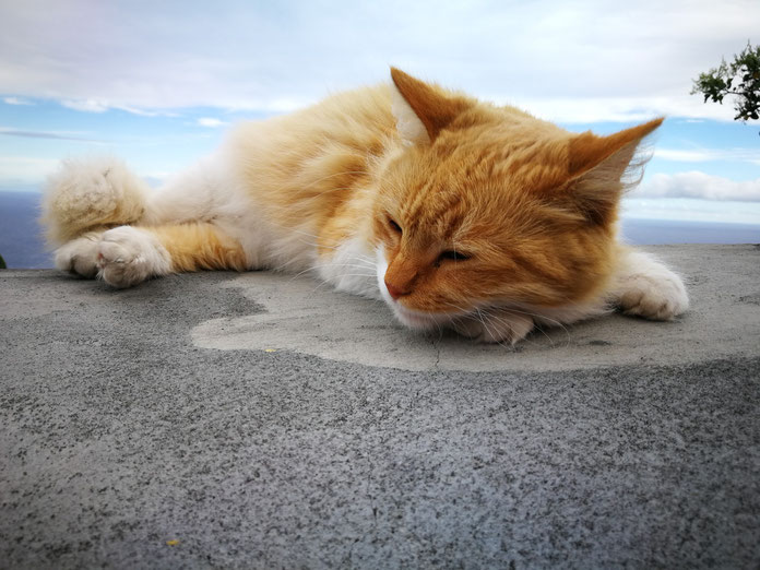 una-gata-blanca-y-amarilla-duerme-en-una-piedra