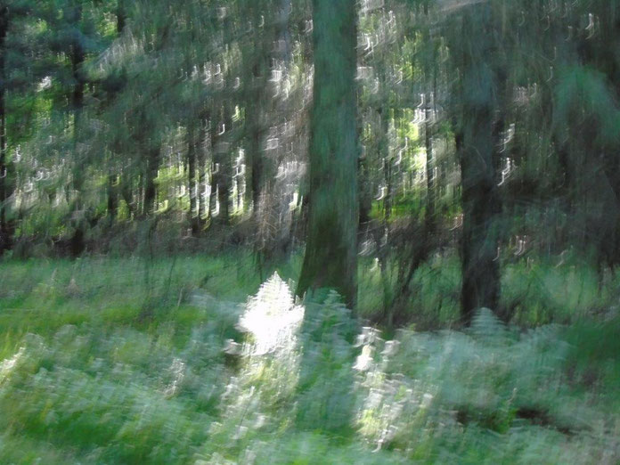 Ein Farn in der ätherischen Welt, Quelle: www.lichtwesenfotografie.com