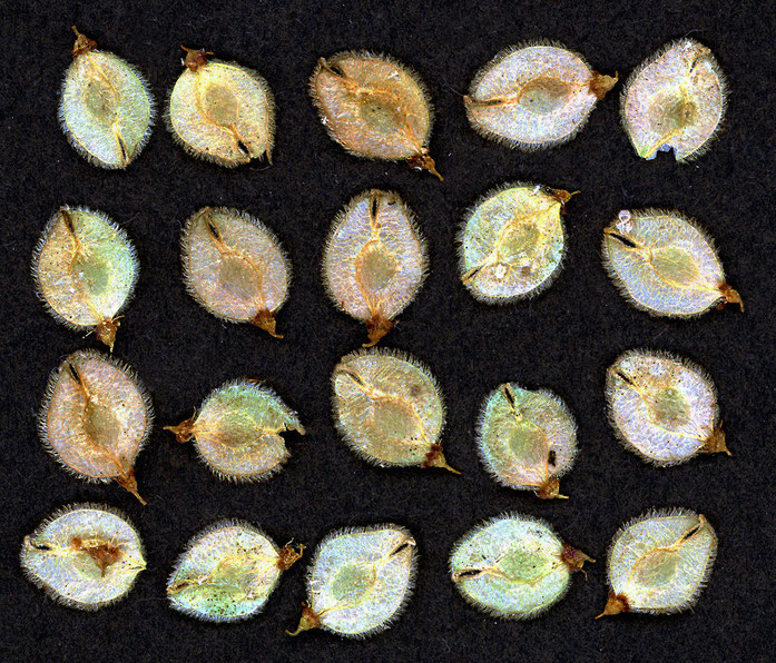 Samen des "Krausen Bäumchens", farblich fototechnisch verändert. Die an den Rändern behaarten, pergamentartigen Früchte mit dem mittig liegenden Samen sind äußerst flugfähig. Vielleicht trugen sie ja zu dem Begriff "Hecktaler" bei. 