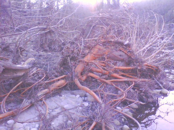 Racines rougeoyantes d un saule, tel des veines s enfoncent dans le corp de la terre