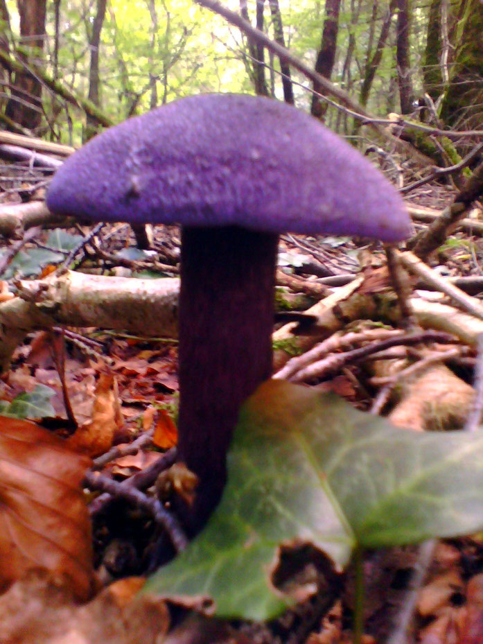 champignon mauve