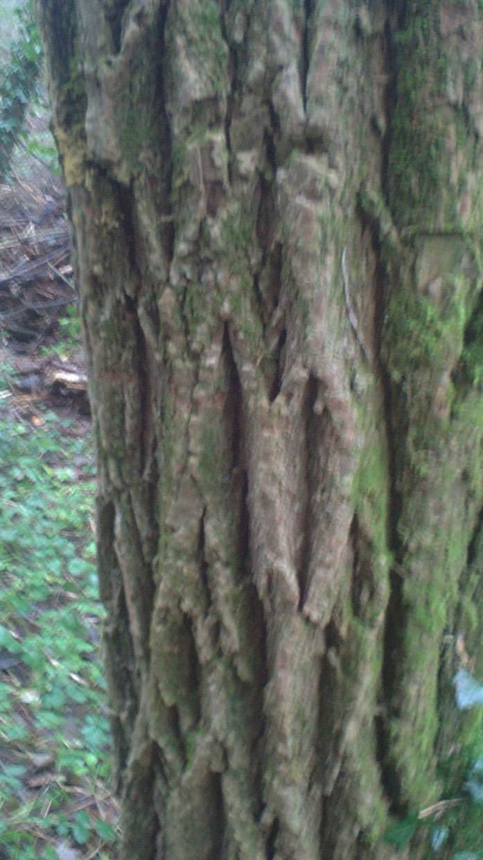 écorce d'acacia
