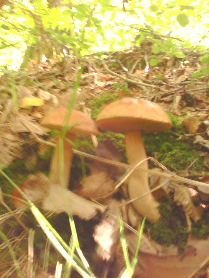 Ceps bolé