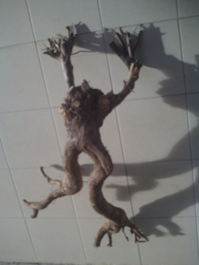 racines de saule