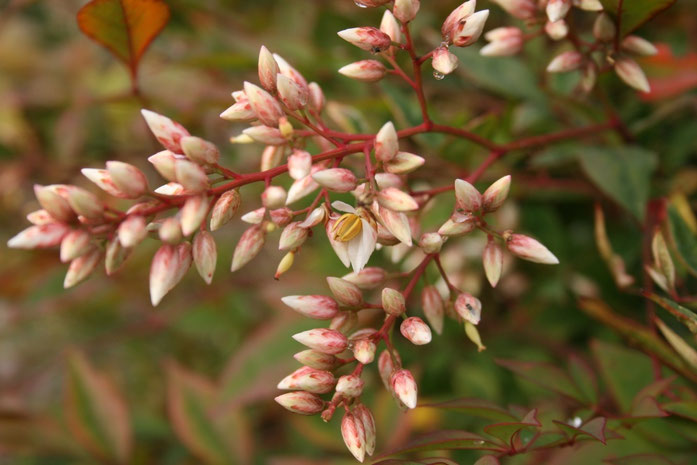 « Nandina domestica cv Otafukunante1 » par KENPEI — KENPEI's photo. Sous licence CC BY-SA 3.0 via Wikimedia Commons - https://commons.wikimedia.org/wiki/File:Nandina_domestica_cv_Otafukunante1.jpg#/media/File:Nandina_domestica_cv_Otafukunante1.jpg