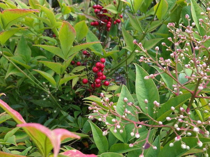 « Ranunculales - Nandina domestica 3 » par Emőke Dénes — WWT London Wetland Centre. Sous licence CC BY-SA 2.5 via Wikimedia Commons - https://commons.wikimedia.org/wiki/File:Ranunculales_-_Nandina_domestica_3.jpg#/media/File:Ranunculales_-_Nandina_domesti