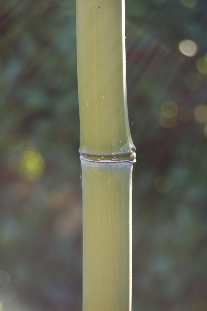 "Bamboo particolare" di Micael Camozzi - opera propria. Con licenza Pubblico dominio tramite Wikipedia - https://it.wikipedia.org/wiki/File:Bamboo_particolare.JPG#/media/File:Bamboo_particolare.JPG