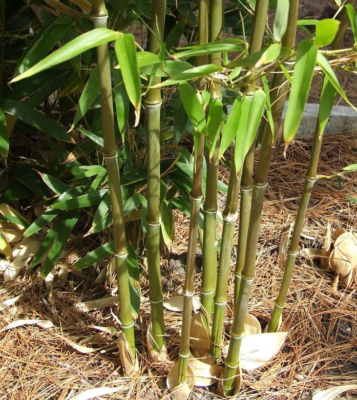 "Bamboo in ground". Licensed under GFDL via Wikimedia Commons - https://commons.wikimedia.org/wiki/File:Bamboo_in_ground.jpg#/media/File:Bamboo_in_ground.jpg