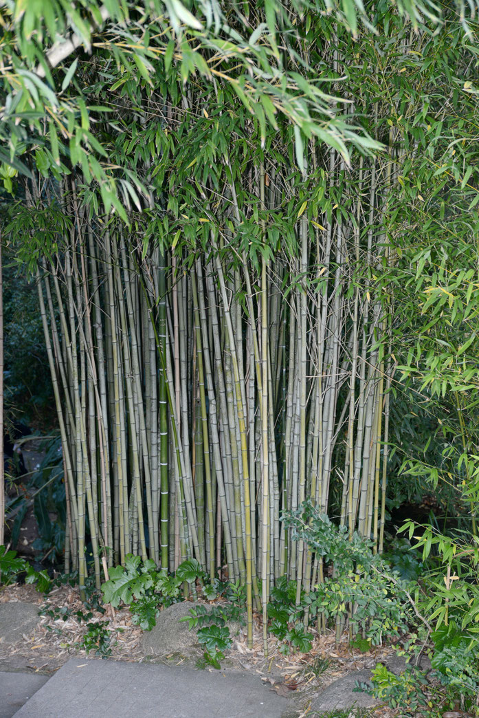 « Bamboo December 2014-1 » par Alvesgaspar — Travail personnel. Sous licence CC BY-SA 4.0 via Wikimedia Commons - https://commons.wikimedia.org/wiki/File:Bamboo_December_2014-1.jpg#/media/File:Bamboo_December_2014-1.jpg