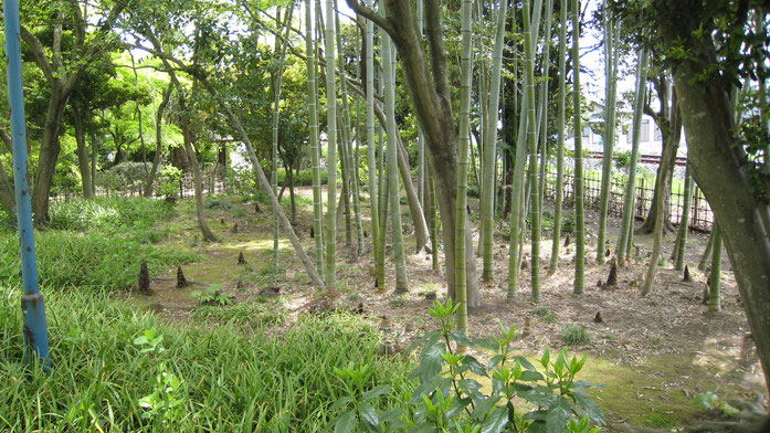 BU211F077_« BambooShoot » par taketarou（竹太郎） — taketarou（竹太郎）. Sous licence CC BY-SA 2.5 via Wikimedia Commons - https://commons.wikimedia.org/wiki/File:BambooShoot.JPG#/media/File:BambooShoot.JPG