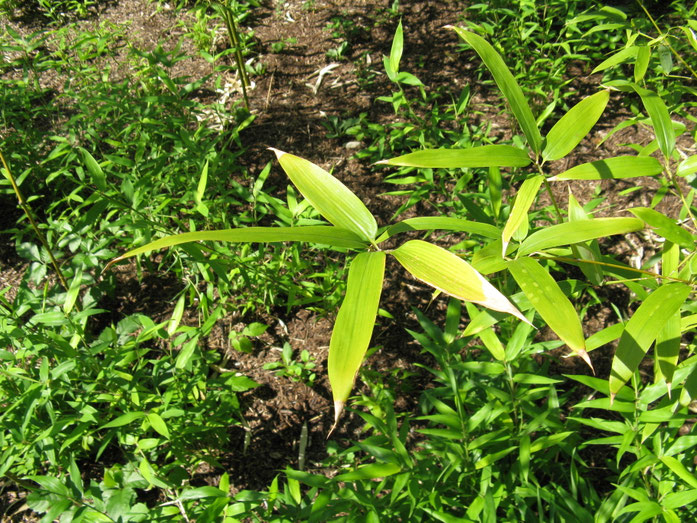 "Phyllostachys nigra var henonis2" by I, KENPEI. Licensed under CC BY-SA 3.0 via Wikimedia Commons - https://commons.wikimedia.org/wiki/File:Phyllostachys_nigra_var_henonis2.jpg#/media/File:Phyllostachys_nigra_var_henonis2.jpg