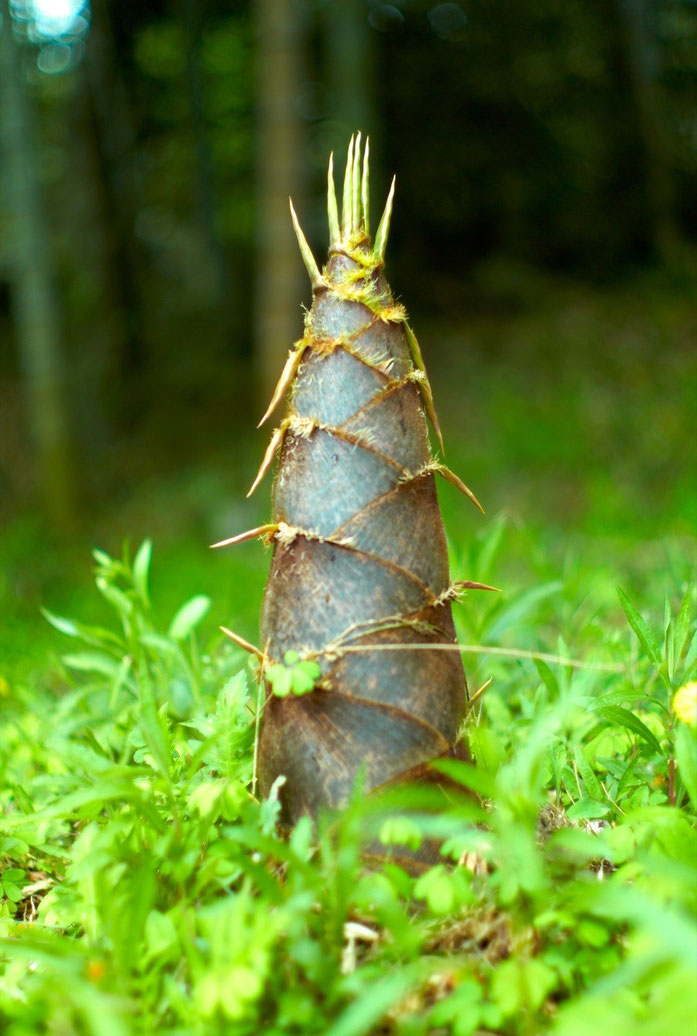 « Big Bamboo Shoot (Joi Ito) » par Joi Ito — originally posted to Flickr as Big Bamboo Shoot. Sous licence CC BY 2.0 via Wikimedia Commons - https://commons.wikimedia.org/wiki/File:Big_Bamboo_Shoot_(Joi_Ito).jpg#/media/File:Big_Bamboo_Shoot_(Joi_Ito).jpg