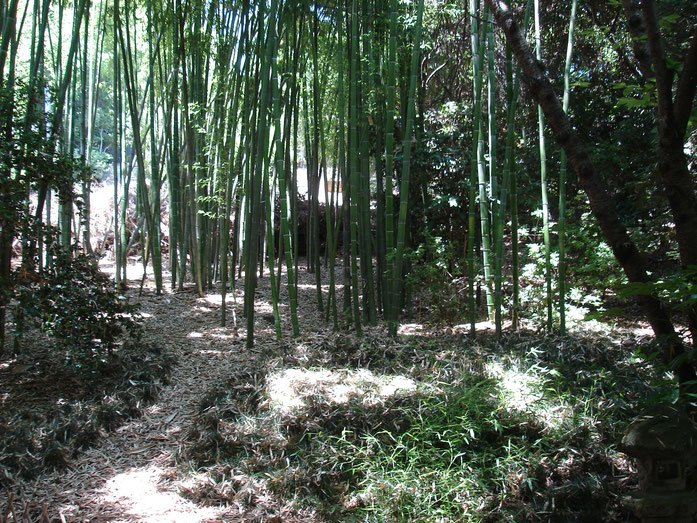 BU211F015_« Bamboo (183447981) » par Russell Yarwood from Costa Mesa, United States — BambooUploaded by Fæ. Sous licence CC BY-SA 2.0 via Wikimedia Commons - https://commons.wikimedia.org/wiki/File:Bamboo_(183447981).jpg#/media/File:Bamboo_(183447981).jpg