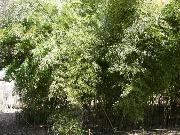"Black Bamboo - Phyllostachys Nigra Var Punctacta - Poaceae - China - Stand" by Malcolm Gin - Own work. Licensed under CC BY-SA 3.0 via Wikimedia Commons - https://commons.wikimedia.org/wiki/File:Black_Bamboo_-_Phyllostachys_Nigra_Var_Punctacta_-_Poaceae_