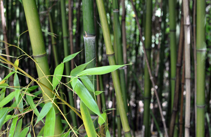 75OC "Phyllostachys viridiglaucescens" by © Citron /. Licensed under CC BY-SA 3.0 via Wikimedia Commons - https://commons.wikimedia.org/wiki/File:Phyllostachys_viridiglaucescens.jpg#/media/File:Phyllostachys_viridiglaucescens.jpg