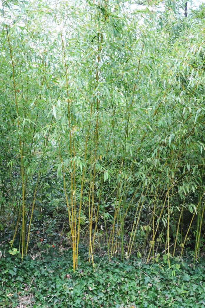 « Phyllostachys aurea Fishpole Bamboo, Golden Bamboo ოქროსფერი ბამბუკი » par Lazaregagnidze — Travail personnel. Sous licence CC BY-SA 4.0 via Wikimedia Commons - https://commons.wikimedia.org/wiki/File:Phyllostachys_aurea_Fishpole_Bamboo,_Golden_Bamboo_%