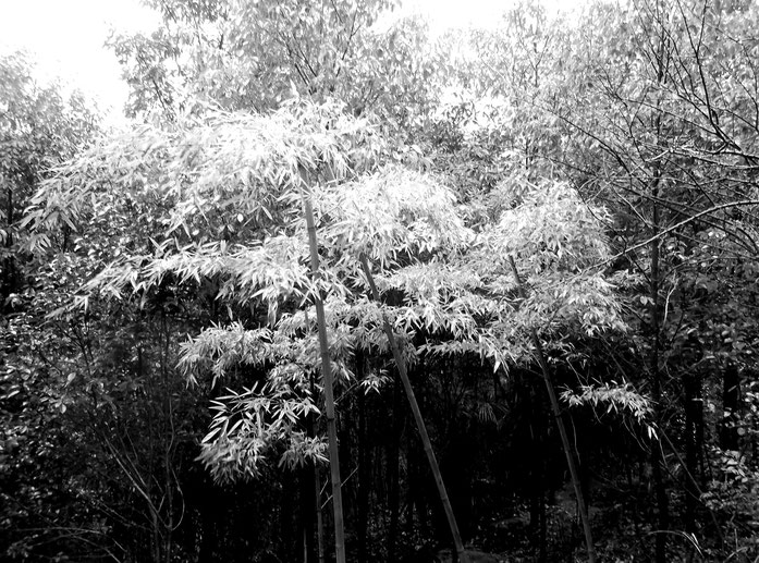 BU211F039_« Bamboo Grove Zhong Po Mountain » par Teacher McKinley — Travail personnel. Sous licence CC0 via Wikimedia Commons - https://commons.wikimedia.org/wiki/File:Bamboo_Grove_Zhong_Po_Mountain.jpg#/media/File:Bamboo_Grove_Zhong_Po_Mountain.jpg