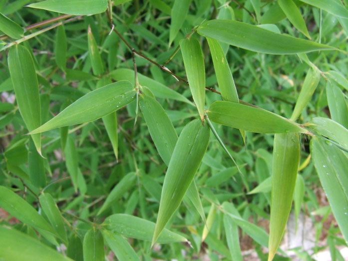 BU211F046_« Bamboo leaves ». Sous licence GFDL via Wikimedia Commons - https://commons.wikimedia.org/wiki/File:Bamboo_leaves.jpg#/media/File:Bamboo_leaves.jpg