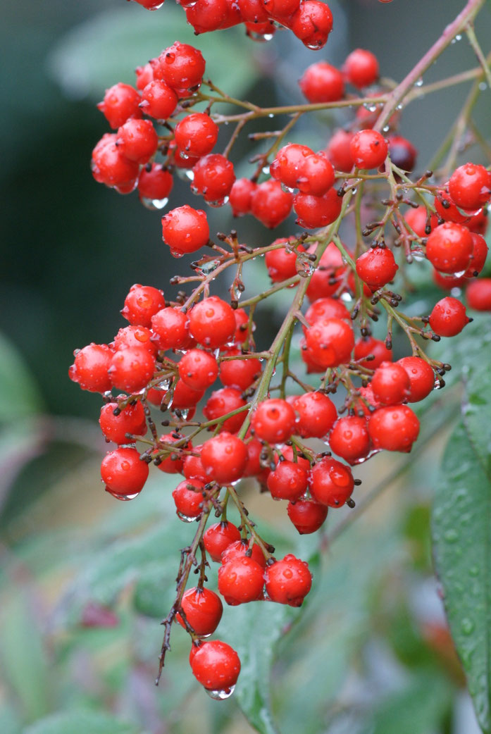 « Nandina domestica -fruits 01 » par rok1966 — DSC09365. Sous licence CC BY-SA 2.0 via Wikimedia Commons - https://commons.wikimedia.org/wiki/File:Nandina_domestica_-fruits_01.jpg#/media/File:Nandina_domestica_-fruits_01.jpg