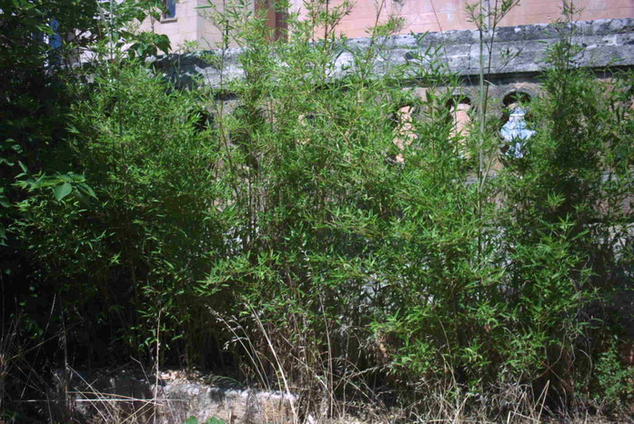 « Phyllostachis aurea » par Fabio Lo Valvo — Travail personnel. Sous licence CC BY-SA 3.0 via Wikimedia Commons - https://commons.wikimedia.org/wiki/File:Phyllostachis_aurea.jpg#/media/File:Phyllostachis_aurea.jpg