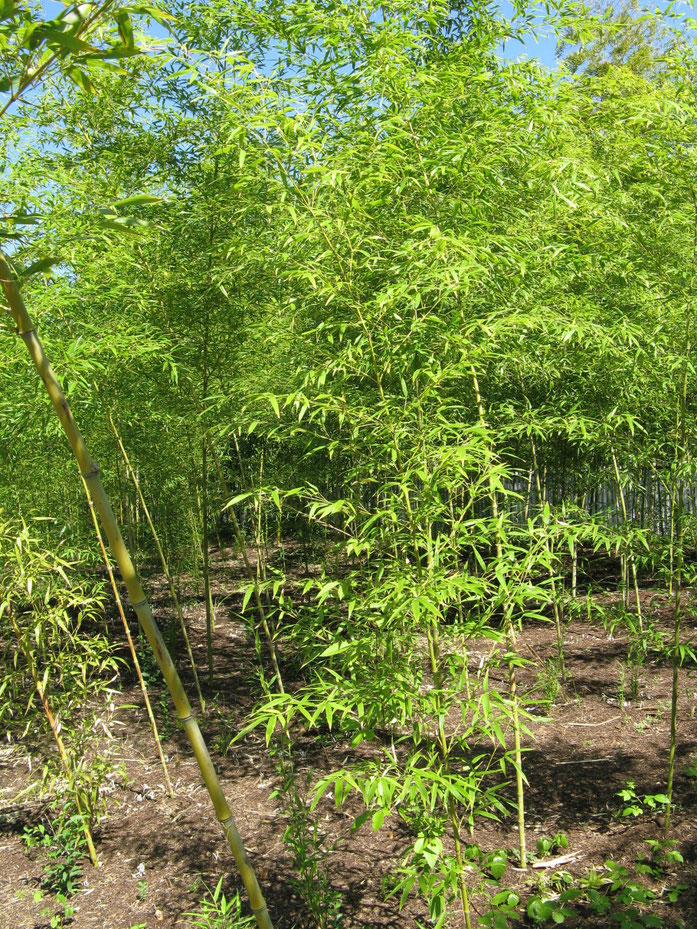« Phyllostachys aurea3 » par I, KENPEI. Sous licence CC BY-SA 3.0 via Wikimedia Commons - https://commons.wikimedia.org/wiki/File:Phyllostachys_aurea3.jpg#/media/File:Phyllostachys_aurea3.jpg