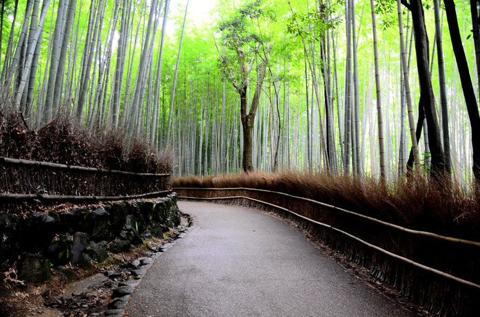 « Bamboo forest 01 » par Dariusz Jemielniak ("Pundit") — Travail personnel. Sous licence CC BY-SA 3.0 via Wikimedia Commons - https://commons.wikimedia.org/wiki/File:Bamboo_forest_01.jpg#/media/File:Bamboo_forest_01.jpg
