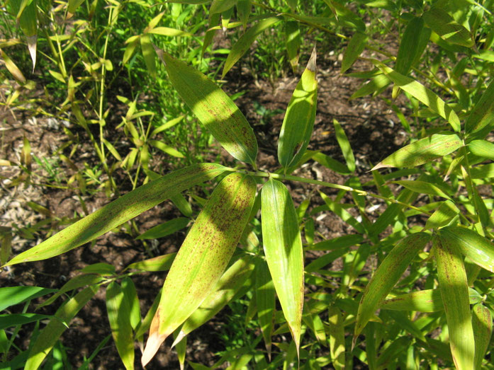 "Phyllostachys aurea1" by I, KENPEI. Licensed under CC BY-SA 3.0 via Wikimedia Commons - https://commons.wikimedia.org/wiki/File:Phyllostachys_aurea1.jpg#/media/File:Phyllostachys_aurea1.jpg