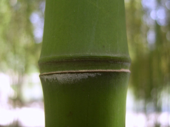BU211F032_« Bamboo at Zizhuyuan » par Shizhao — Travail personnel. Sous licence GFDL via Wikimedia Commons - https://commons.wikimedia.org/wiki/File:Bamboo_at_Zizhuyuan.jpg#/media/File:Bamboo_at_Zizhuyuan.jpg