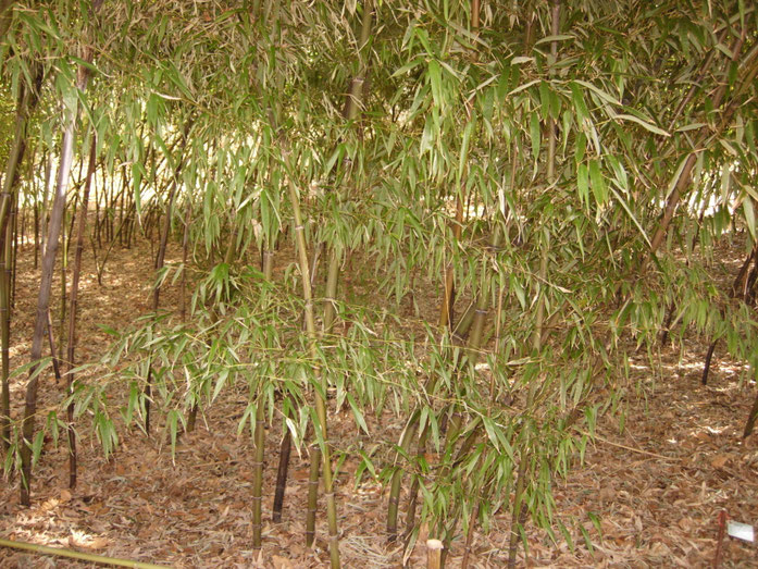 "Black Bamboo - Phyllostachys Nigra Var Punctacta - Poaceae - China - Small Group" by Malcolm Gin - Own work. Licensed under CC BY-SA 3.0 via Wikimedia Commons - https://commons.wikimedia.org/wiki/File:Black_Bamboo_-_Phyllostachys_Nigra_Var_Punctacta_-_Po