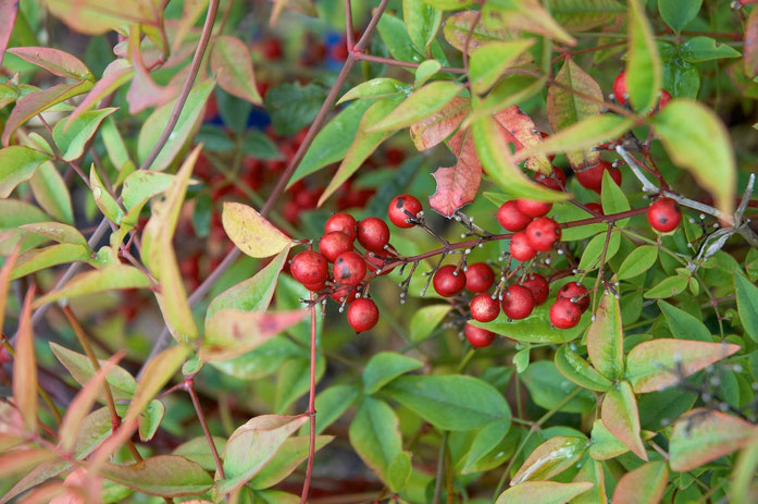 "Nandina domestica D" by Wouter Hagens - 자작. Licensed under 퍼블릭 도메인 via 위키미디어 공용 - https://commons.wikimedia.org/wiki/File:Nandina_domestica_D.jpg#/media/File:Nandina_domestica_D.jpg