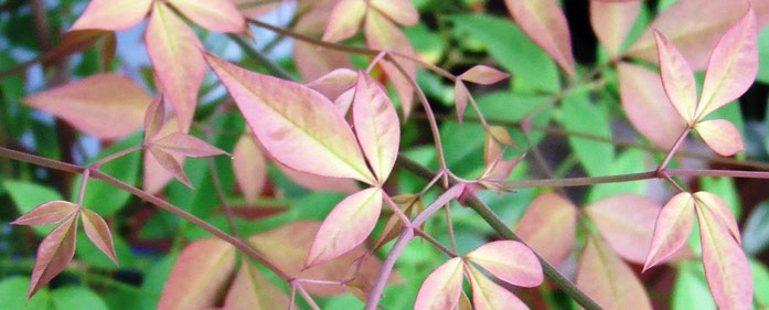 „Nandina - Japanese sacred bamboo“. Lizenziert unter GFDL über Wikimedia Commons - https://commons.wikimedia.org/wiki/File:Nandina_-_Japanese_sacred_bamboo.JPG#/media/File:Nandina_-_Japanese_sacred_bamboo.JPG