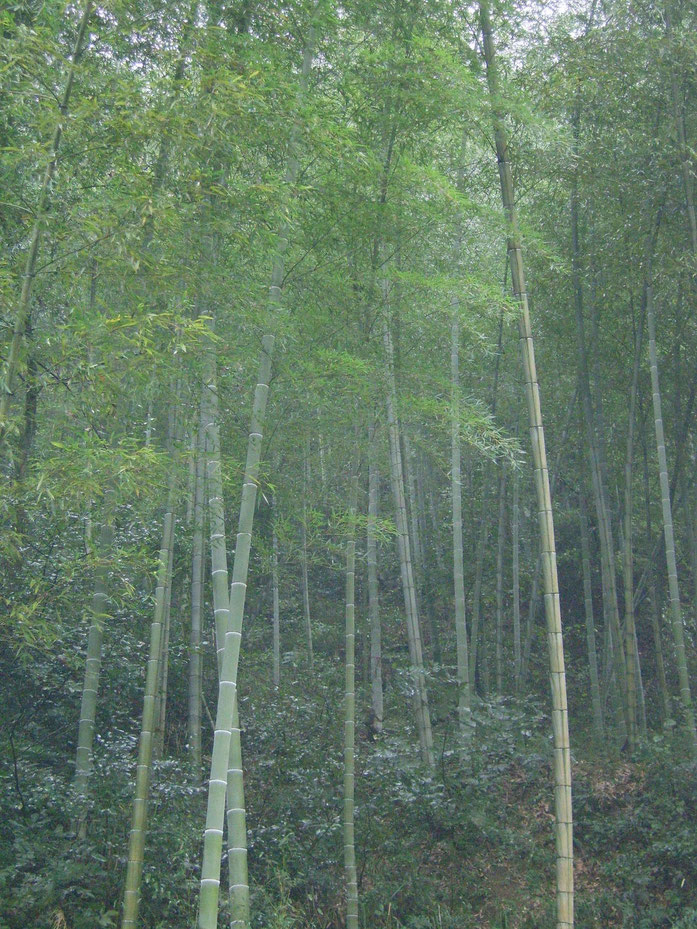 « Bambusoideae-china ». Sous licence CC BY-SA 3.0 via Wikimedia Commons - https://commons.wikimedia.org/wiki/File:Bambusoideae-china.JPG#/media/File:Bambusoideae-china.JPG