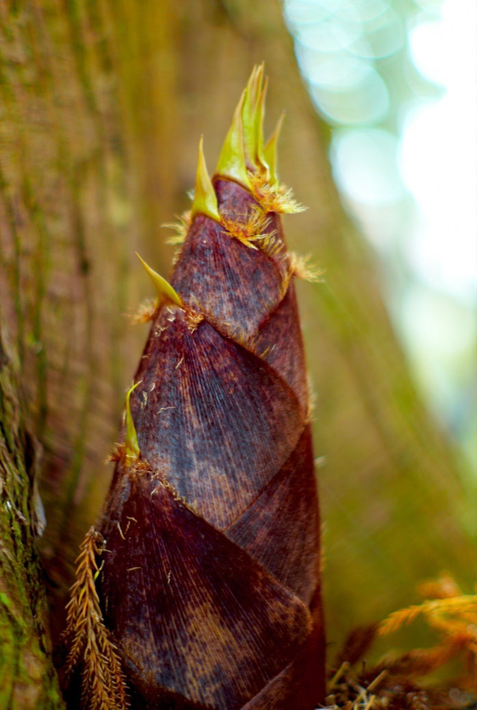 Edulis Bamboo shoot at base of tree (Joi Ito )
