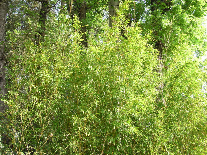 BU211F084_« Bambous2 » par Moumousse13 — Travail personnel. Sous licence CC BY-SA 3.0 via Wikimedia Commons - https://commons.wikimedia.org/wiki/File:Bambous2.JPG#/media/File:Bambous2.JPG