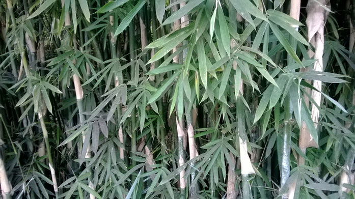 BU211F034_« Bamboo Dulalthok » par Krish Dulal — Travail personnel. Sous licence CC BY-SA 3.0 via Wikimedia Commons - https://commons.wikimedia.org/wiki/File:Bamboo_Dulalthok.jpg#/media/File:Bamboo_Dulalthok.jpg