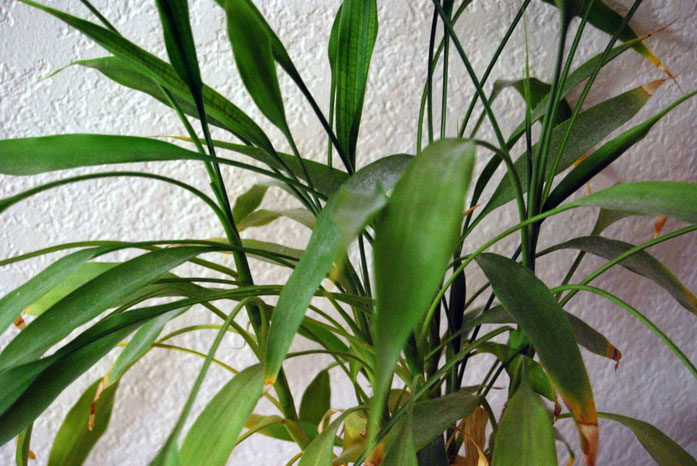 61MR "Bamboo2500ppx" by Fastily (talk) - I created this work entirely by myself.. Licensed under CC BY-SA 3.0 via Wikimedia Commons - https://commons.wikimedia.org/wiki/File:Bamboo2500ppx.JPG#/media/File:Bamboo2500ppx.JPG