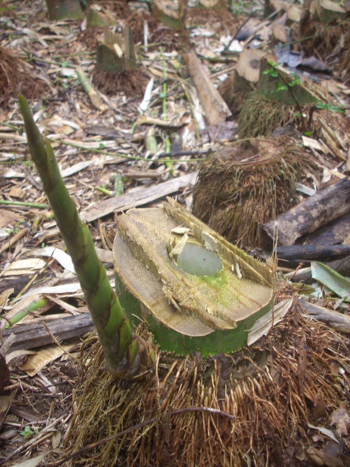 BU211F027 _Bamboo 001 » par Manojk — Travail personnel. Sous licence CC BY-SA 3.0 via Wikimedia Commons - https://commons.wikimedia.org/wiki/File:Bamboo_001.jpg#/media/File:Bamboo_001.jpg