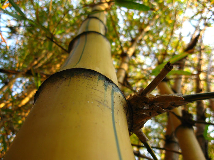 BU211F086_« Bambu-imperial-Detalhe » par Bruno da Silva Lessa — Feito por mim (I made this shot). Sous licence CC BY-SA 3.0 via Wikimedia Commons - https://commons.wikimedia.org/wiki/File:Bambu-imperial-Detalhe.jpg#/media/File:Bambu-imperial-Detalhe.jpg
