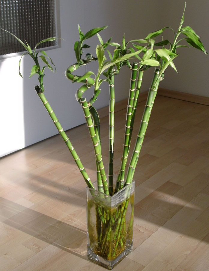 „Many Dracaena sanderiana“ von Bernard Ladenthin - Eigenes Werk. Lizenziert unter Gemeinfrei über Wikimedia Commons - https://commons.wikimedia.org/wiki/File:Many_Dracaena_sanderiana.jpg#/media/File:Many_Dracaena_sanderiana.jpg