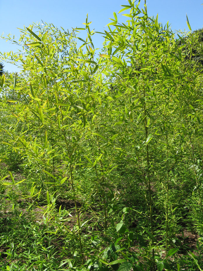 "Phyllostachys nigra var henonis3" by I, KENPEI. Licensed under CC BY-SA 3.0 via Wikimedia Commons - https://commons.wikimedia.org/wiki/File:Phyllostachys_nigra_var_henonis3.jpg#/media/File:Phyllostachys_nigra_var_henonis3.jpg