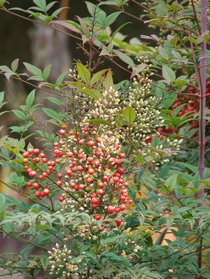 "Starr 070621-7407 Nandina domestica" by Forest & Kim Starr. Licensed under CC 表示 3.0 via ウィキメディア・コモンズ - https://commons.wikimedia.org/wiki/File:Starr_070621-7407_Nandina_domestica.jpg#/media/File:Starr_070621-7407_Nandina_domestica.jpg